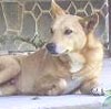 Anjing Penjaga Rumah di Lereng Merapi