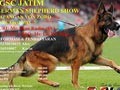 Pameran Anjing Herder & Ujian BH IPO Jatim