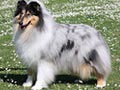 Perbedaan Collie  Breed Standard FCI vs AKC