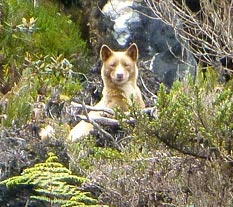 Anjing Langka Ditemukan di Papua Setelah 23 Tahun Hilang