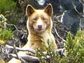 Anjing Langka Ditemukan di Papua Setelah 23 Tahun Hilang