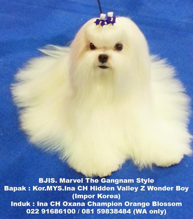 Pejantan Maltese : BJIS. Marvel The Gangnam Style