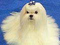 Pejantan Maltese : BJIS. Marvel The Gangnam Style