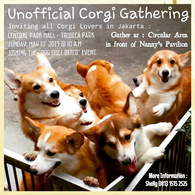Unofficial Corgi Gathering