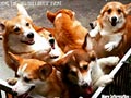 Unofficial Corgi Gathering