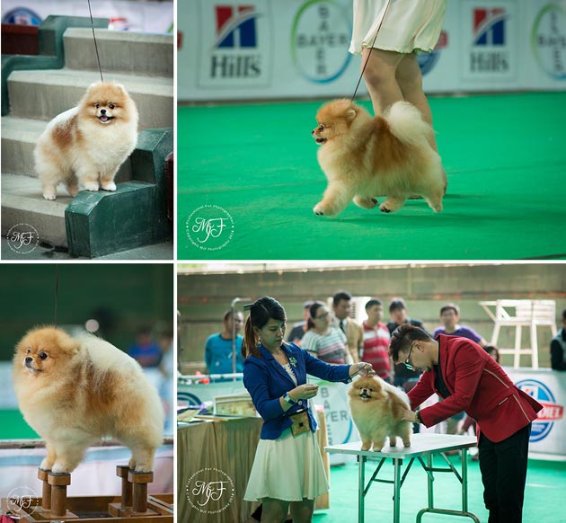 Anjing Pejantan : Santana Giodano Amani (Hermes)