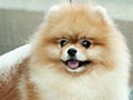 Anjing Pejantan : Santana Giodano Amani (Hermes)