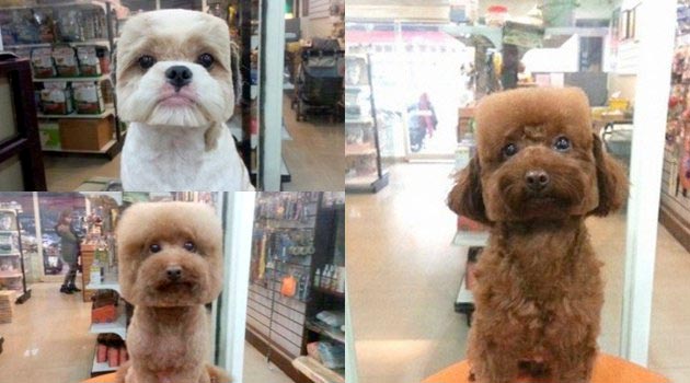 Anjing Punya Gaya: Style Bulat & Kotak