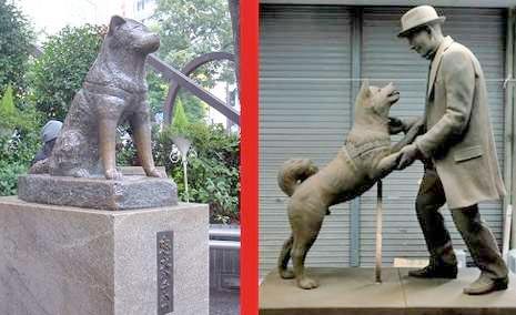 Hachiko Akhirnya Bertemu Dengan Tuannya