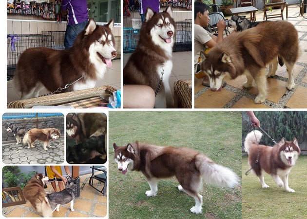 Anjing Pejantan Husky : Moon Raker Von Dog Machine