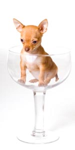 Fakta Tentang Anjing Chihuahua