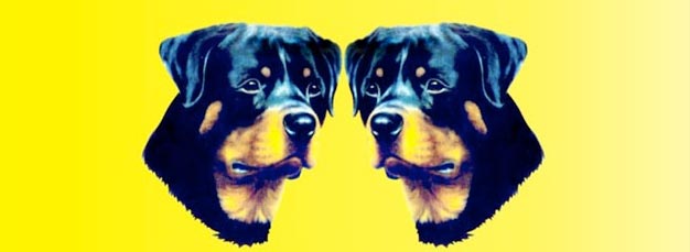 Pameran Anjing Rottweiler Nasional 2015