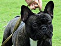 Pejantan French Bulldog : INA.CH.Mjolnir Nebe's Ajax