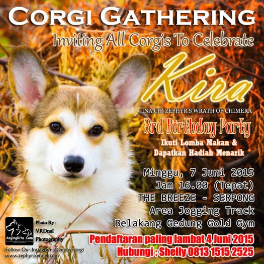 Corgi Gathering @ The Breeze BSD City