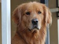 Pejantan Golden Retriever : L. Abel von Kirei