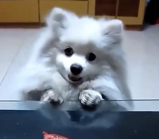 Video Anjing Lucu 1