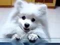 Video Anjing Lucu 1