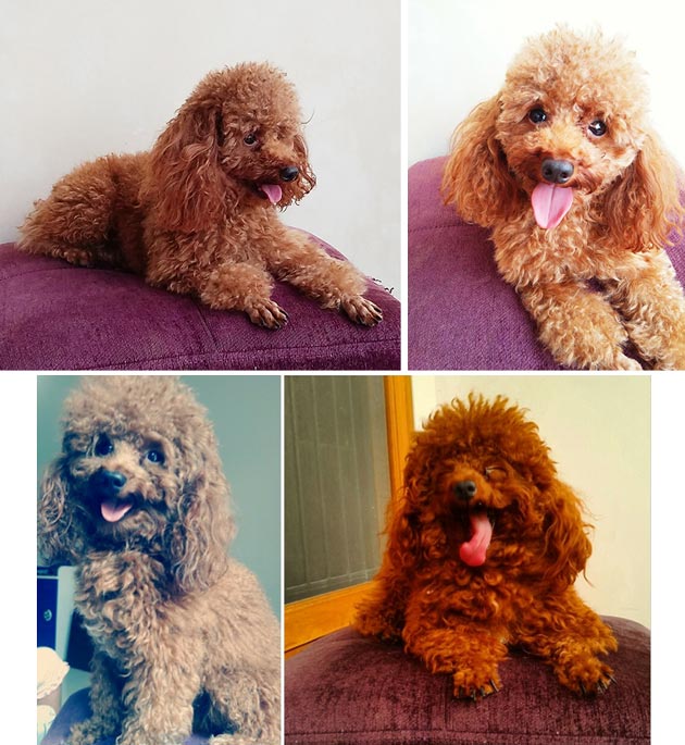 Pejantan Red Toy Poodle : Byfrod Von Ludwig