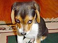 Video Ekspresi Anjing Bersalah