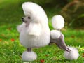 Pejantan Toy Poodle : CH.Hidden Valley Y Energy 