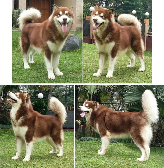  Pejantan Alaskan Malamute Merah Istimewa