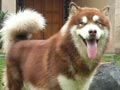  Pejantan Alaskan Malamute Merah Istimewa