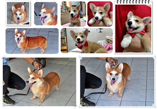 Pejantan Corgi : Trebor's Aristo Prince