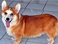 Pejantan Corgi : Trebor's Aristo Prince