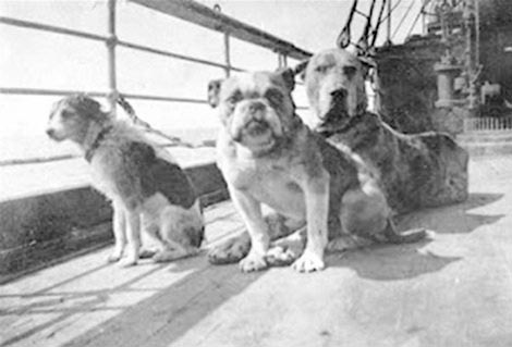 Kisah 12 Ekor Anjing Di Tragedi Titanic