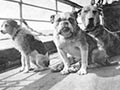 Kisah 12 Ekor Anjing Di Tragedi Titanic