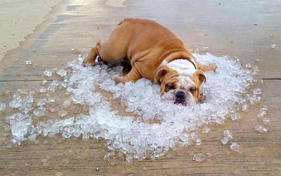 Tanda Anjing Kepanasan (Overheat)