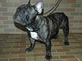 Pejantan French Bulldog: Kiss Bully Finesse Uranus 