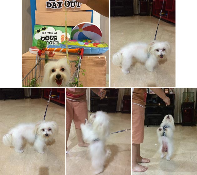 Pejantan Maltese: E Leon Von Elise Un Andreas