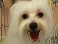 Pejantan Maltese: E Leon Von Elise Un Andreas