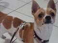 Pejantan Chihuahua : Hero Von Ginger Bread