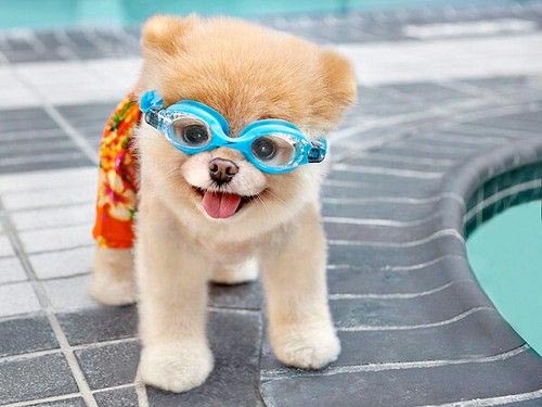 10 Jenis Anjing Yang Sulit Berenang