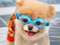 10 Jenis Anjing Yang Sulit Berenang