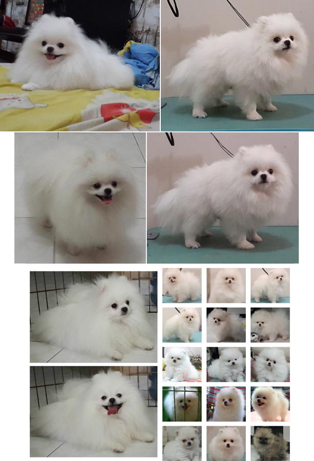 Pejantan Pom Snow White : New's Pomeranian Power