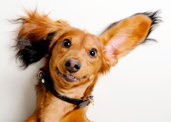3 Cara Memperpanjang Hidup Anjing Anda