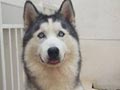 Pejantan Siberian Husky : Dream Castle Fly Lucky Prince