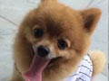 Pejantan Pomeranian : Chota (Cheppy)