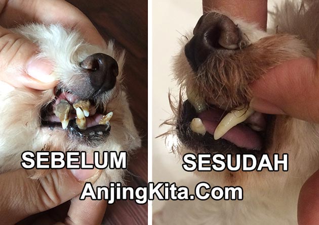 Pembersihan Karang Gigi Pada Anjing