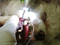 Pembersihan Karang Gigi Pada Anjing