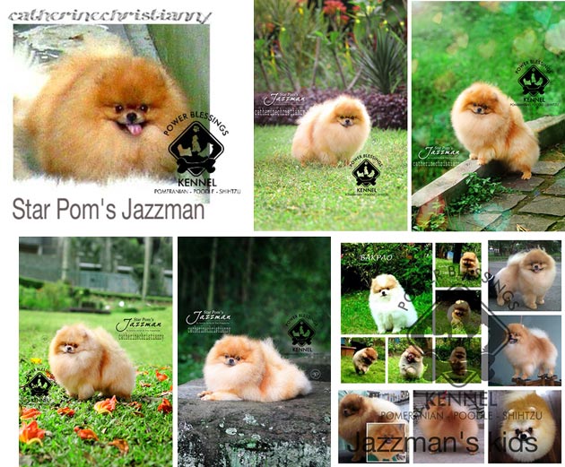 Pejantan Pom : INA.CH.Star Pom's Jazzman (Import)