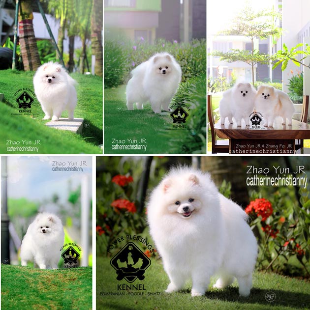 Pejantan Pomeranian Snow White : Zhao Yun Jr 