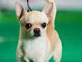 Pejantan Istimewa Chihuahua Champion