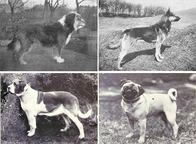 Revolusi Anatomi Anjing Ras