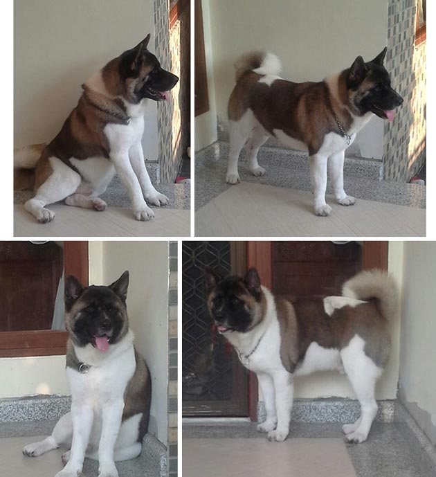 Pejantan American Akita : Hunter VD Zeit Bombe