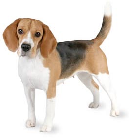 Beagle, Si Anjing Pemburu