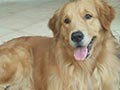 Pejantan Golden Retriever : Wonder Dog's Yoe